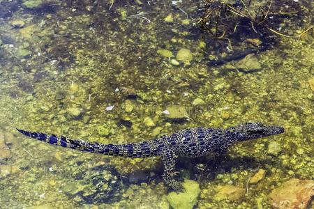 吻鳄游泳古巴人鳄鱼/窄吻鳄菱形动物/照片