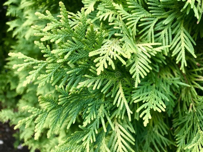 日本人的名字日本人日本扁柏树关在上面照片照片