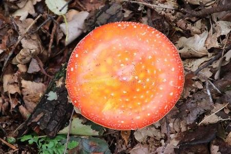 弗拉茨百慕大图片