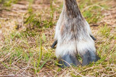 驯鹿脚照片