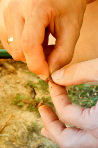手指关于一虫钩状的向一钩,horiz向t一l照片照片