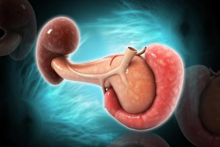 的脾偶像,简单的方式人体女性身体与内脏图式扁平图表海报矢量插图