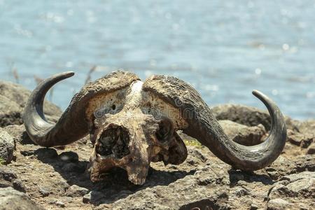 湖 jipe在树中,马尼亚拉湖国家公园,坦桑尼亚棕榈坚果秃鹫维多利亚湖