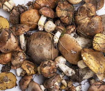 乳牛肝菌蘑菇图片