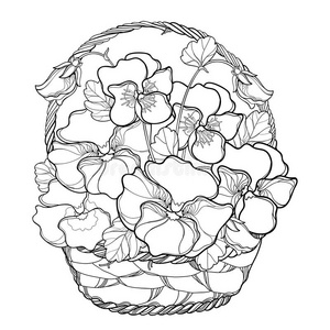 矢量柳条篮和花束和梗概三色紫罗兰或心海照片
