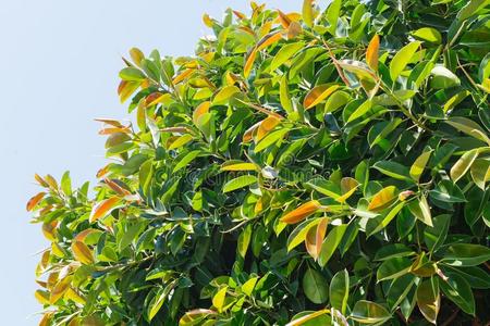 印度橡胶印度的橡胶树拉丁文名字:无花果属植物橡皮.成熟的树采用照片