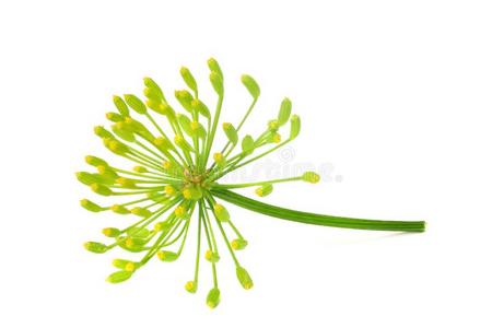 莳萝属新鲜的小茴香花隔离的向白色的背景照片