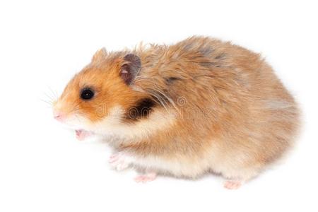 大仓鼠大的叙利亚的仓鼠尖叫~发出尖叫声或需求向攻击照片