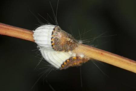 胭脂虫科图片