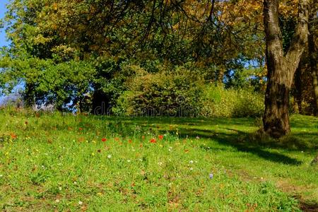 下面的花秋野生的花在下面一树采用bell一houstonp一rkgl一sgow.照片