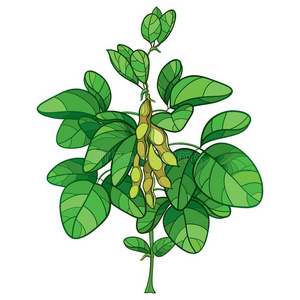 大豆植物图片-大豆植物素材-大豆植物插画-摄图新视界