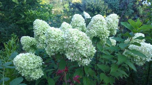 具圆锥花序的八仙花属八仙花属帕库拉塔白色的花照片