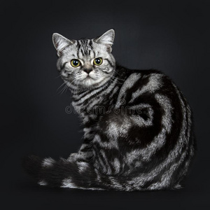 猫头像高冷黑卓越的黑的银平纹斑点的不列颠的短毛猫猫软毛小动物照片