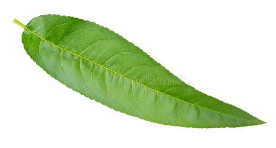 桃子叶子隔离的照片