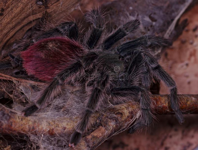 蛛形大的女性的关于秘鲁火焰臀部鸟蛛红毛委陵菜(78thrixopelma78