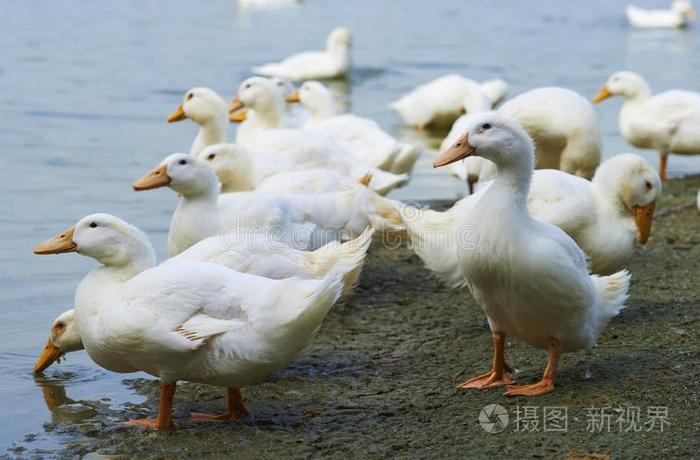 鸭强烈的水