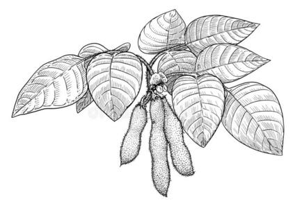 大豆说明,绘画,版画,墨水,线条艺术,矢量照片