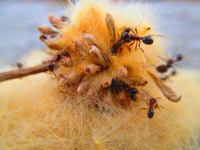 蚂蚁1940年前拉脱维亚的货币单位.蚁科照片