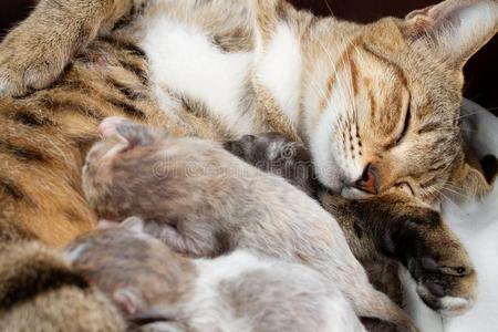 新生的小猫,小动物和可爱的猫的概念.