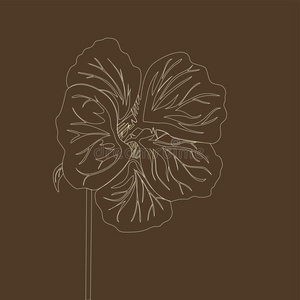 花园的旱金莲图片-花园的旱金莲素材-花园的旱金莲插画-摄图新视界