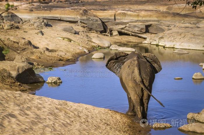 非洲的灌木象采用即Kruger国家的公园,南方非洲