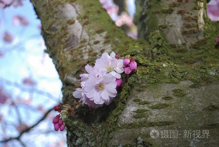 粉红色的樱桃花花向指已提到的人树干关于一老的树.