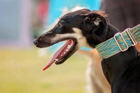 黑的年幼的和警觉的萨卢基狗狗在户外采用指已提到的人可爱的热的
