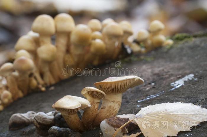 鳞伞阿尔尼科拉蘑菇