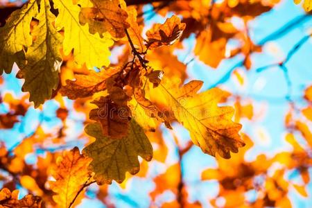 Acorn图片 Acorn素材 Acorn插画 摄图新视界