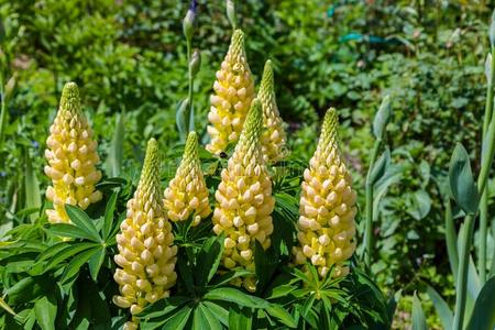 黄色的羽扇豆图片