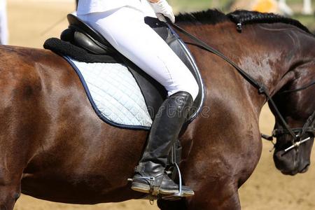 美丽的运动马和骑手在下面马鞍向自然的后座议员照片