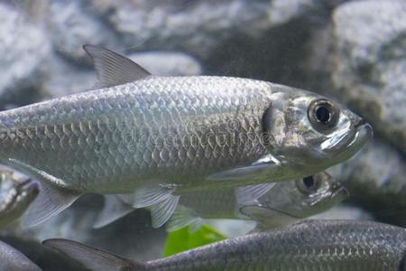 大海鲢indonesia印尼-和平的鱼采用水族馆照片