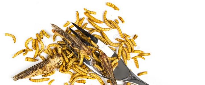 发虫可以吃的喝醉了的昆虫合适的同样地食物快餐和餐叉白色的背照片