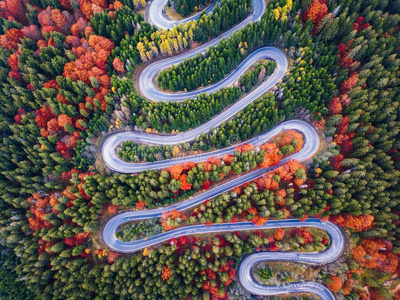 和口秋林路迷人的林间空地,有黄色的秋草和道路弯弯曲曲的秋树路弯曲
