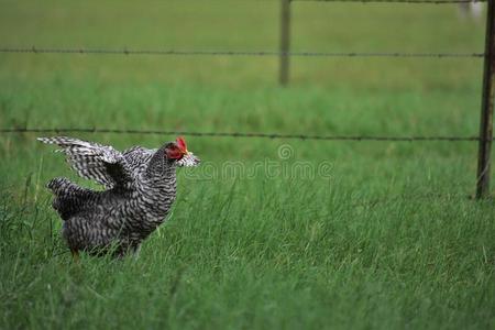 黑的和白色的公鸡鸡跑步照片