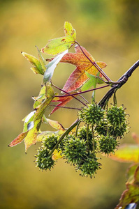 成果和树叶关于一甜的口香糖树照片
