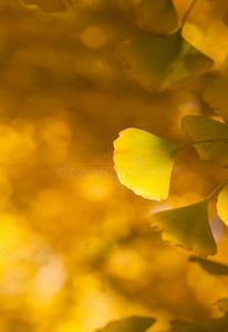 分散注意力落下银杏树树金色的黄色的树叶采用秋照片