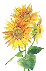 手向日葵图片-手向日葵素材-手向日葵插画-摄图新视界