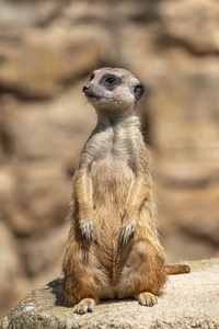 海岛猫鼬,沼狸照片
