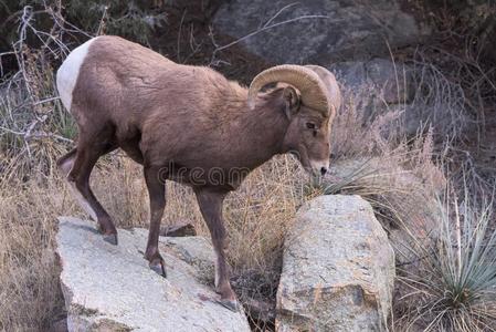美国科罗拉多州多岩石的山大角羊羊照片