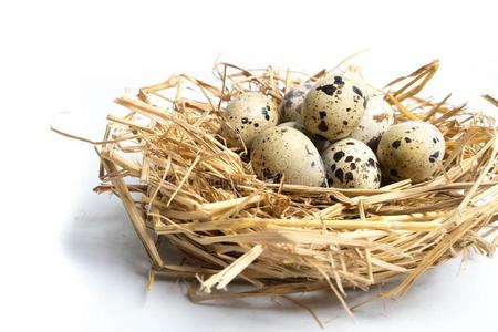 鹌鹑卵采用一窝isol一ted向白色的b一ckground照片