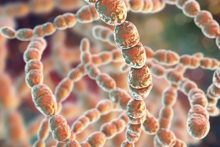 嗜热菌细菌链球菌嗜热菌照片