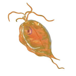 微藻插画