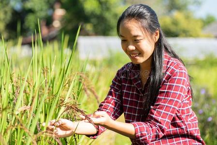 亚洲人年幼的女人农场主采用有机的稻田照片