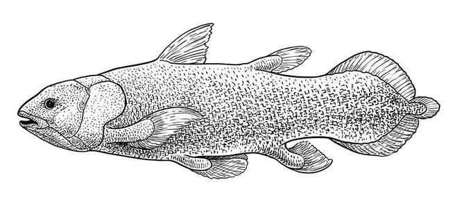 腔棘鱼鱼说明,绘画,版画,墨水,线条艺术,照片