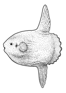艺术翻车鱼图片