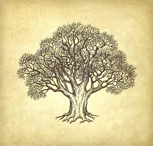 栎树树叶墨水草图关于栎树在外部树叶.照片