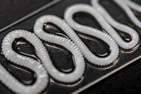 虫显微镜绦虫是(be的三单形式一freshw一terf是(be的三单形式hp一r一