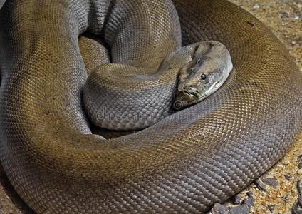 巨蛇向沙渔夫在船上日落/亚洲渔夫网在木船上撒网日落或日出在湄公河