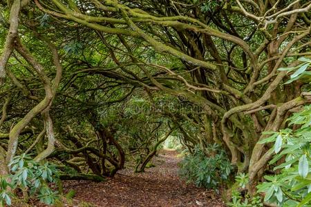 纠结缠绕的树枝图片